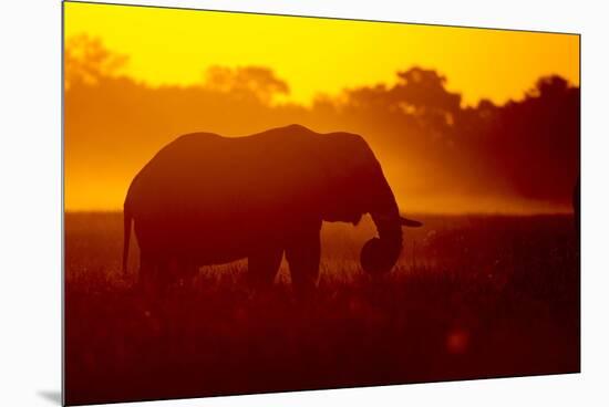 Bull Elephant, Moremi Game Reserve, Botswana-Paul Souders-Mounted Premium Photographic Print