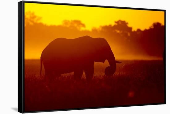 Bull Elephant, Moremi Game Reserve, Botswana-Paul Souders-Framed Stretched Canvas
