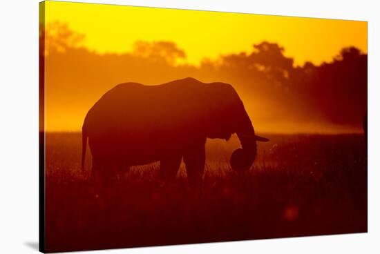 Bull Elephant, Moremi Game Reserve, Botswana-Paul Souders-Stretched Canvas