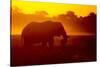 Bull Elephant, Moremi Game Reserve, Botswana-Paul Souders-Stretched Canvas