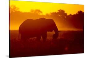 Bull Elephant, Moremi Game Reserve, Botswana-Paul Souders-Stretched Canvas