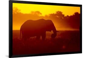 Bull Elephant, Moremi Game Reserve, Botswana-Paul Souders-Framed Photographic Print