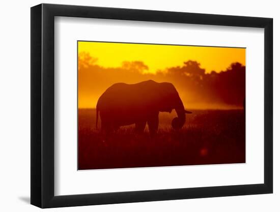 Bull Elephant, Moremi Game Reserve, Botswana-Paul Souders-Framed Photographic Print