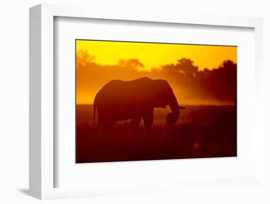 Bull Elephant, Moremi Game Reserve, Botswana-Paul Souders-Framed Photographic Print