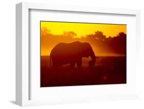 Bull Elephant, Moremi Game Reserve, Botswana-Paul Souders-Framed Photographic Print