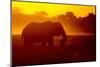 Bull Elephant, Moremi Game Reserve, Botswana-Paul Souders-Mounted Photographic Print