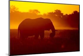 Bull Elephant, Moremi Game Reserve, Botswana-Paul Souders-Mounted Photographic Print