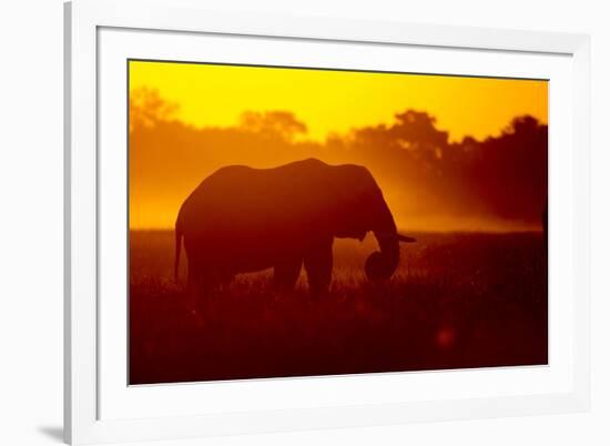 Bull Elephant, Moremi Game Reserve, Botswana-Paul Souders-Framed Photographic Print