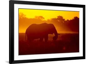 Bull Elephant, Moremi Game Reserve, Botswana-Paul Souders-Framed Photographic Print