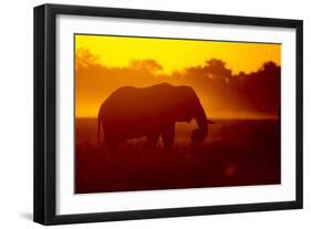 Bull Elephant, Moremi Game Reserve, Botswana-Paul Souders-Framed Photographic Print