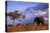 Bull Elephant, Ruaha National Park, Sw Tanzania-Paul Joynson Hicks-Stretched Canvas