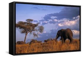 Bull Elephant, Ruaha National Park, Sw Tanzania-Paul Joynson Hicks-Framed Stretched Canvas