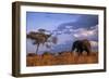 Bull Elephant, Ruaha National Park, Sw Tanzania-Paul Joynson Hicks-Framed Photographic Print