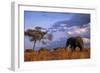 Bull Elephant, Ruaha National Park, Sw Tanzania-Paul Joynson Hicks-Framed Photographic Print