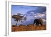 Bull Elephant, Ruaha National Park, Sw Tanzania-Paul Joynson Hicks-Framed Photographic Print