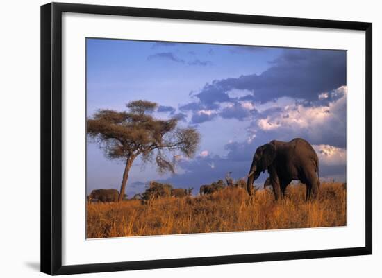 Bull Elephant, Ruaha National Park, Sw Tanzania-Paul Joynson Hicks-Framed Photographic Print