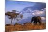 Bull Elephant, Ruaha National Park, Sw Tanzania-Paul Joynson Hicks-Mounted Photographic Print