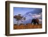 Bull Elephant, Ruaha National Park, Sw Tanzania-Paul Joynson Hicks-Framed Photographic Print