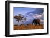 Bull Elephant, Ruaha National Park, Sw Tanzania-Paul Joynson Hicks-Framed Photographic Print