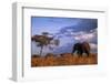 Bull Elephant, Ruaha National Park, Sw Tanzania-Paul Joynson Hicks-Framed Photographic Print