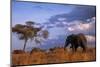 Bull Elephant, Ruaha National Park, Sw Tanzania-Paul Joynson Hicks-Mounted Photographic Print