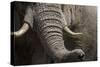 Bull Elephant Trunk and Tusks, Makgadikgadi Pans National Park, Botswana-Paul Souders-Stretched Canvas