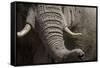 Bull Elephant Trunk and Tusks, Makgadikgadi Pans National Park, Botswana-Paul Souders-Framed Stretched Canvas