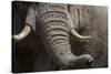 Bull Elephant Trunk and Tusks, Makgadikgadi Pans National Park, Botswana-Paul Souders-Stretched Canvas