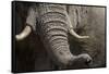 Bull Elephant Trunk and Tusks, Makgadikgadi Pans National Park, Botswana-Paul Souders-Framed Stretched Canvas