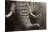 Bull Elephant Trunk and Tusks, Makgadikgadi Pans National Park, Botswana-Paul Souders-Stretched Canvas