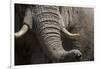 Bull Elephant Trunk and Tusks, Makgadikgadi Pans National Park, Botswana-Paul Souders-Framed Photographic Print