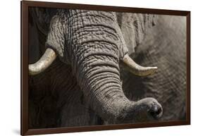 Bull Elephant Trunk and Tusks, Makgadikgadi Pans National Park, Botswana-Paul Souders-Framed Photographic Print