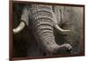 Bull Elephant Trunk and Tusks, Makgadikgadi Pans National Park, Botswana-Paul Souders-Framed Photographic Print