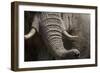 Bull Elephant Trunk and Tusks, Makgadikgadi Pans National Park, Botswana-Paul Souders-Framed Photographic Print