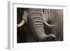 Bull Elephant Trunk and Tusks, Makgadikgadi Pans National Park, Botswana-Paul Souders-Framed Photographic Print