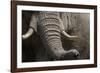 Bull Elephant Trunk and Tusks, Makgadikgadi Pans National Park, Botswana-Paul Souders-Framed Photographic Print