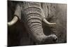 Bull Elephant Trunk and Tusks, Makgadikgadi Pans National Park, Botswana-Paul Souders-Mounted Photographic Print