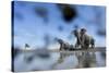 Bull Elephants, Chobe National Park, Botswana-Paul Souders-Stretched Canvas