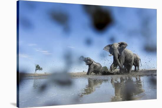Bull Elephants, Chobe National Park, Botswana-Paul Souders-Stretched Canvas