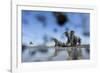 Bull Elephants, Chobe National Park, Botswana-Paul Souders-Framed Photographic Print