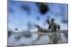 Bull Elephants, Chobe National Park, Botswana-Paul Souders-Mounted Photographic Print