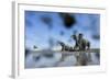 Bull Elephants, Chobe National Park, Botswana-Paul Souders-Framed Photographic Print