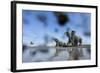 Bull Elephants, Chobe National Park, Botswana-Paul Souders-Framed Photographic Print