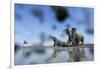 Bull Elephants, Chobe National Park, Botswana-Paul Souders-Framed Photographic Print