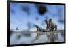 Bull Elephants, Chobe National Park, Botswana-Paul Souders-Framed Photographic Print