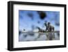 Bull Elephants, Chobe National Park, Botswana-Paul Souders-Framed Photographic Print