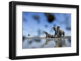 Bull Elephants, Chobe National Park, Botswana-Paul Souders-Framed Photographic Print