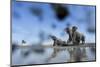 Bull Elephants, Chobe National Park, Botswana-Paul Souders-Mounted Photographic Print