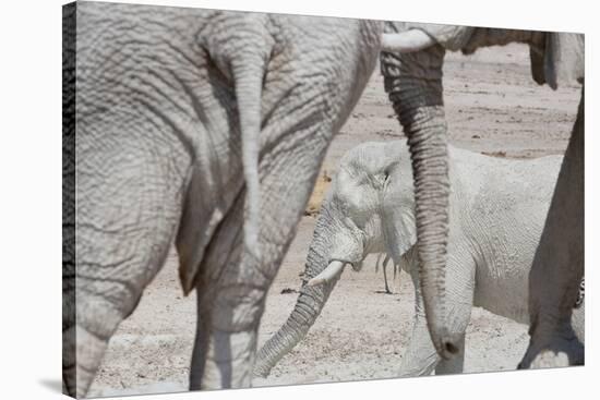 Bull Elephants, Loxodonta Africana, at a Watering Hole in Etosha National Park, Namibia-Alex Saberi-Stretched Canvas