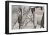 Bull Elephants, Loxodonta Africana, at a Watering Hole in Etosha National Park, Namibia-Alex Saberi-Framed Photographic Print